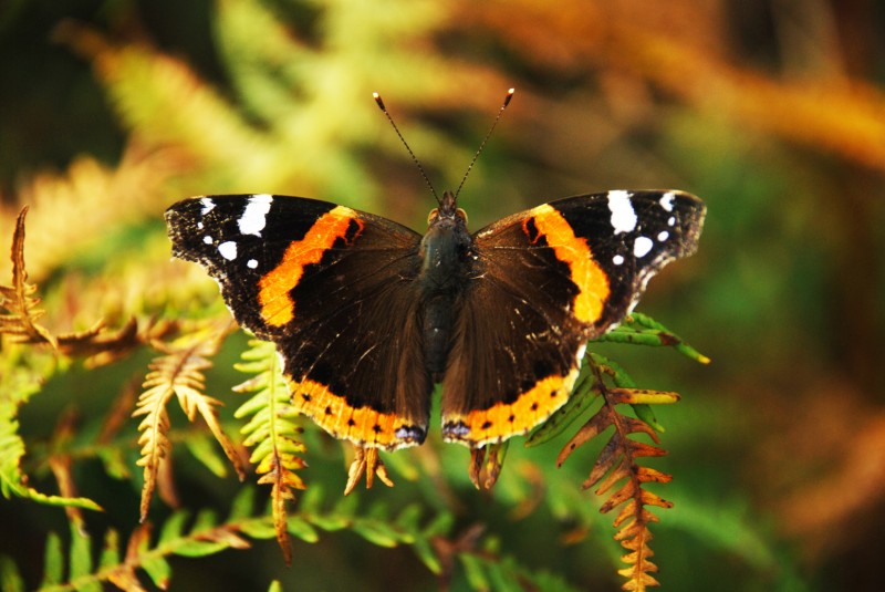 mariposa en otoo