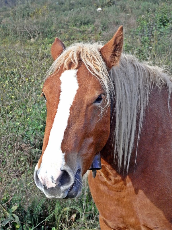 Caballo asturiano