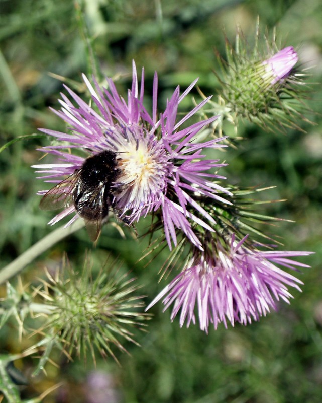Cardo en flor