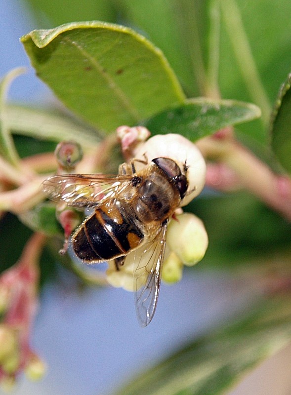 Abeja y madroo