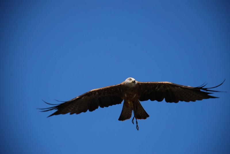 vuelo majestuoso