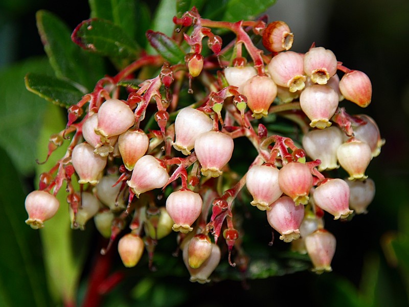 Flor del madroo