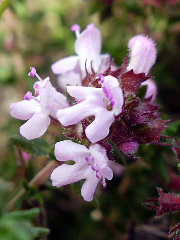 Flor del tomillo