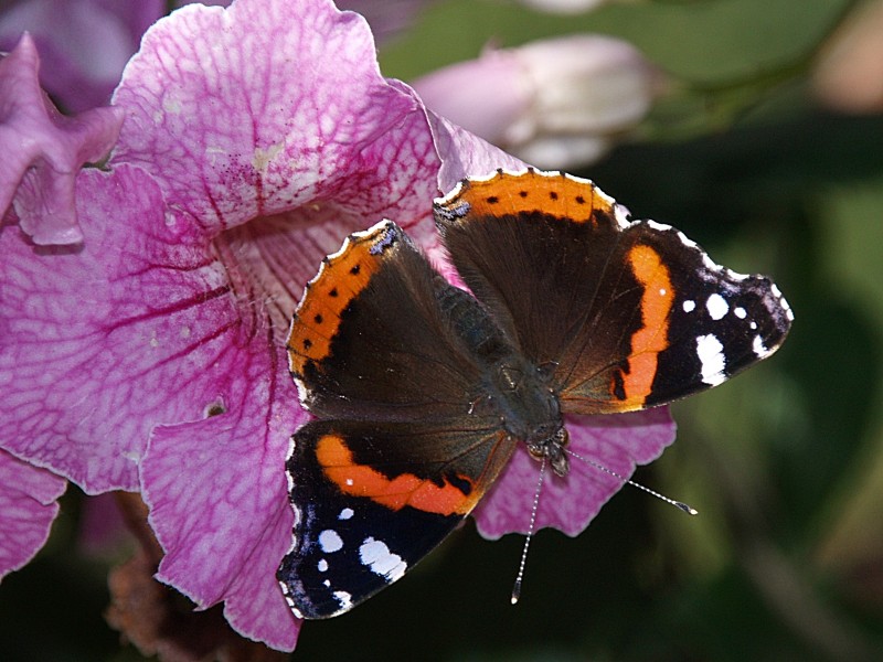 Mariposa en campanilla