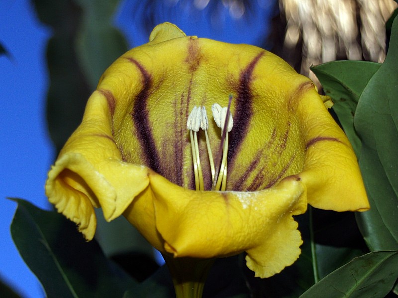 Flor de enredadera 02