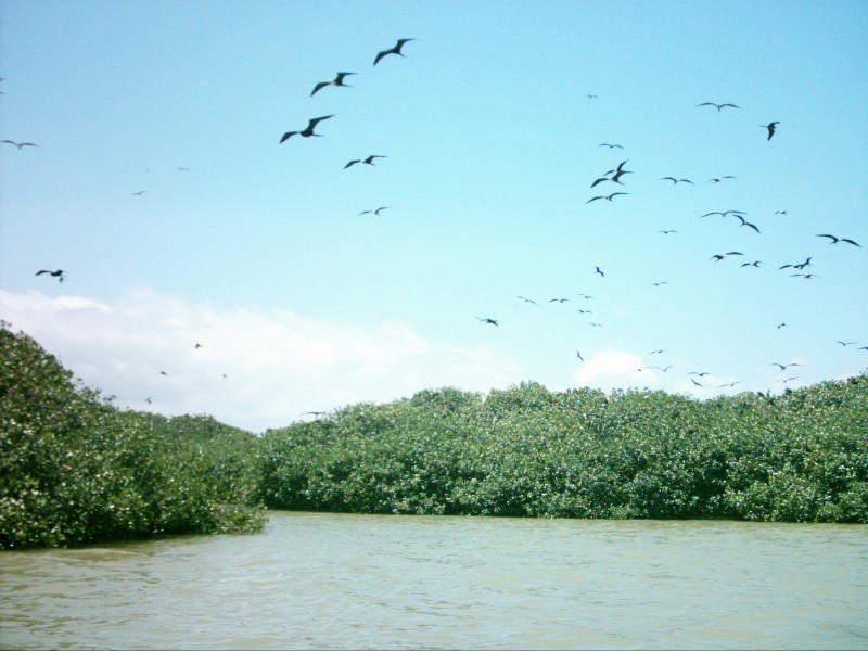 ISLA DE LOS PAJAROS