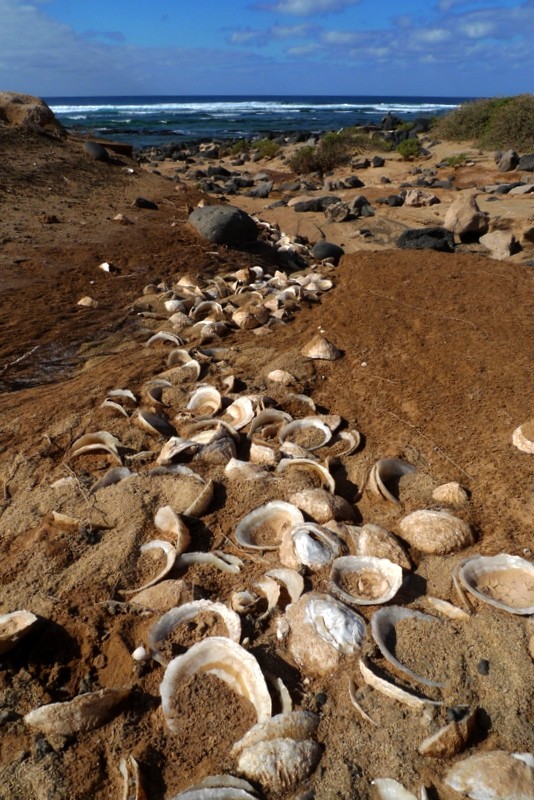 playa de las conchas