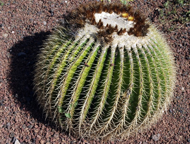 Cactus 01