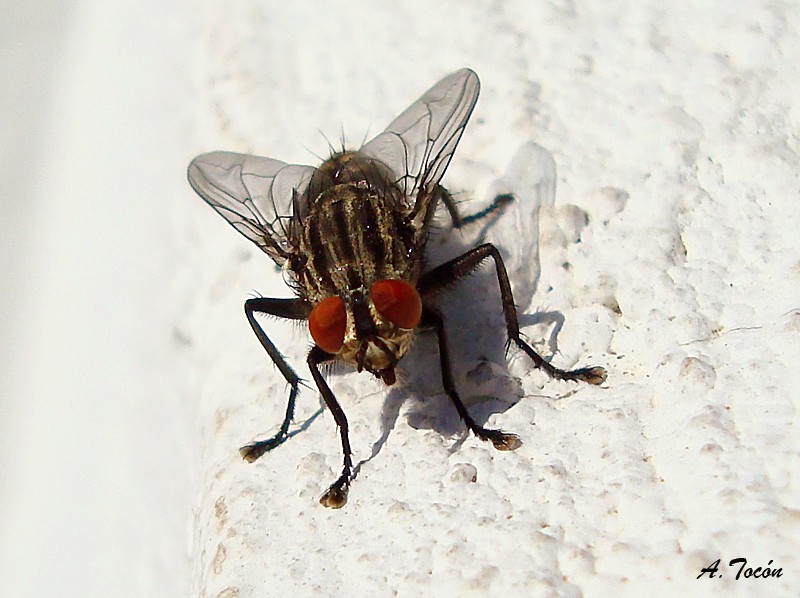 Mosca6