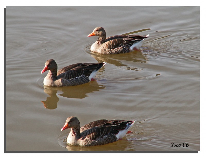 Tres patos