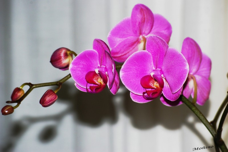 Orquideas y sombras