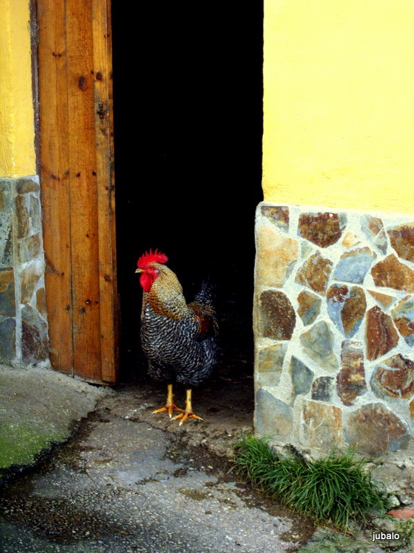 el gallo