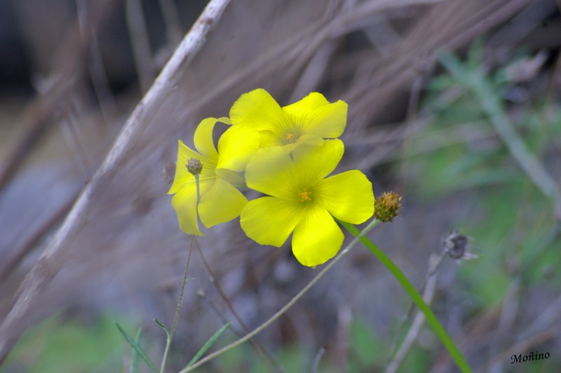 Flor de invierno