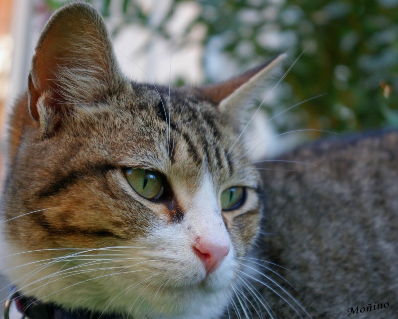 Mirada felina