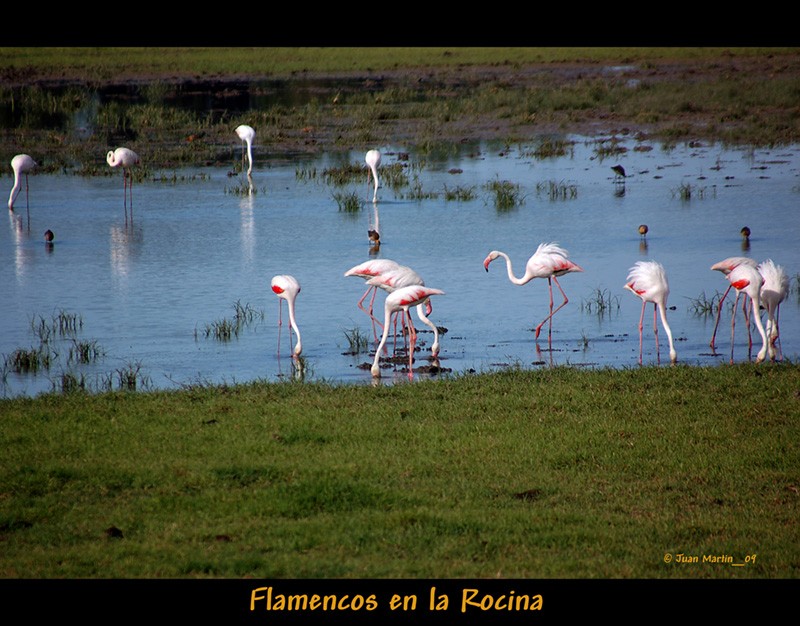 FLAMENCOS