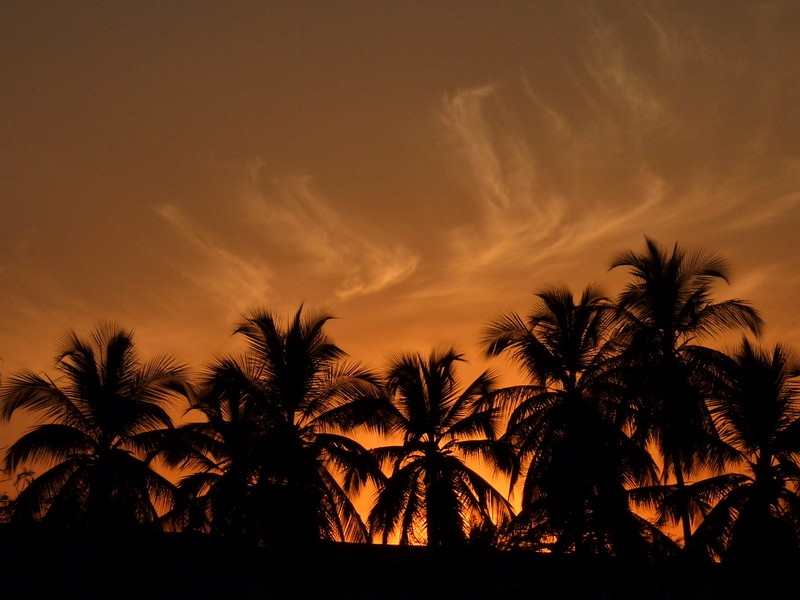palmeras de fuego