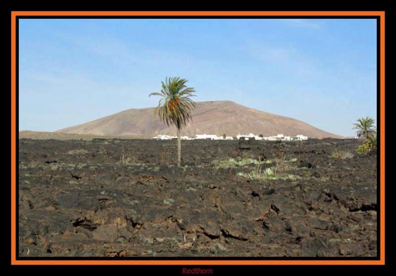 Una solitaria palmera entre la lava