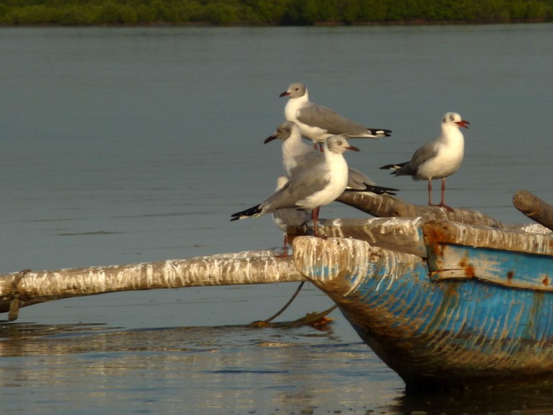 gaviotas