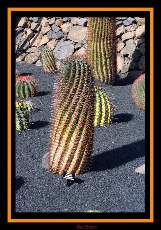 Cactus en espiral, Jardn del Cactus