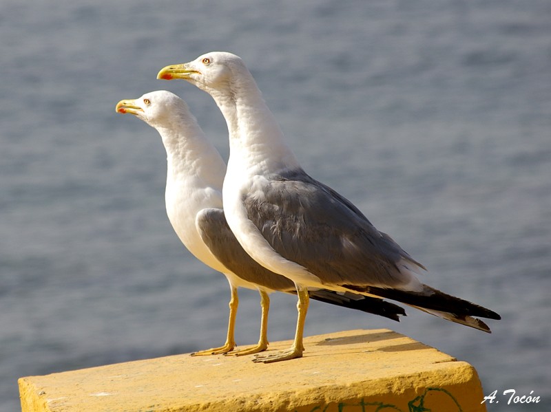 Pareja