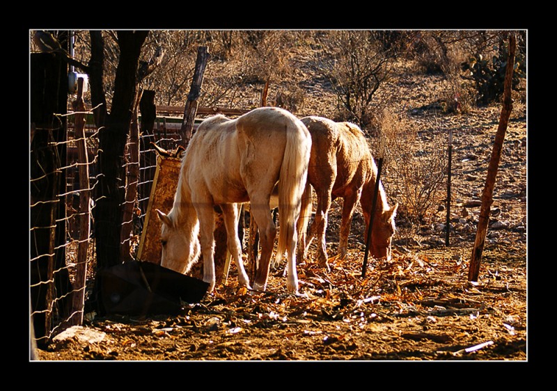 Alla en rancho grande................