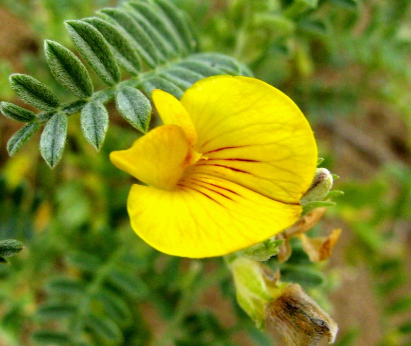 Flor de Mar Azul