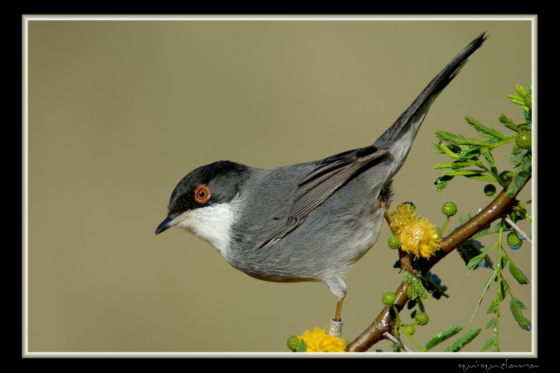 Curruca cabecinegra macho