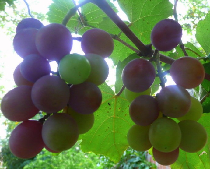 Uvas