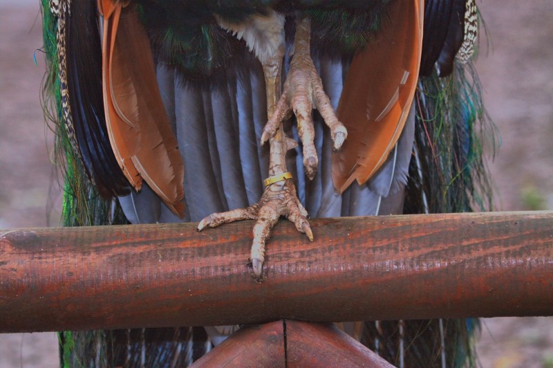 PATAS