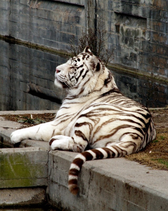 Tigres blancos 02