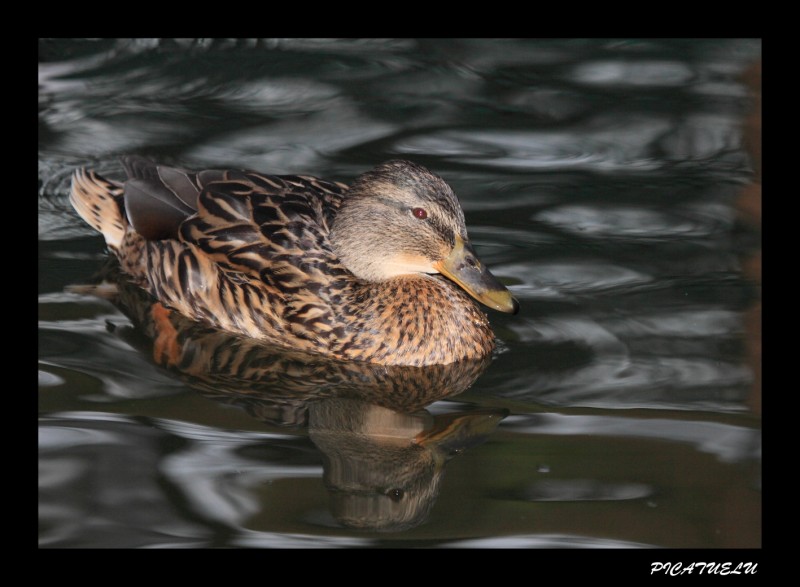 Reflejos