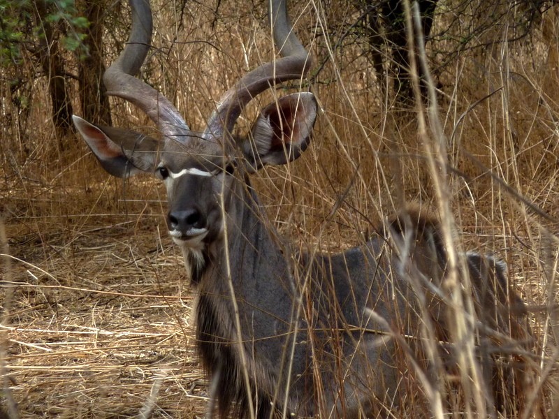 Kudu