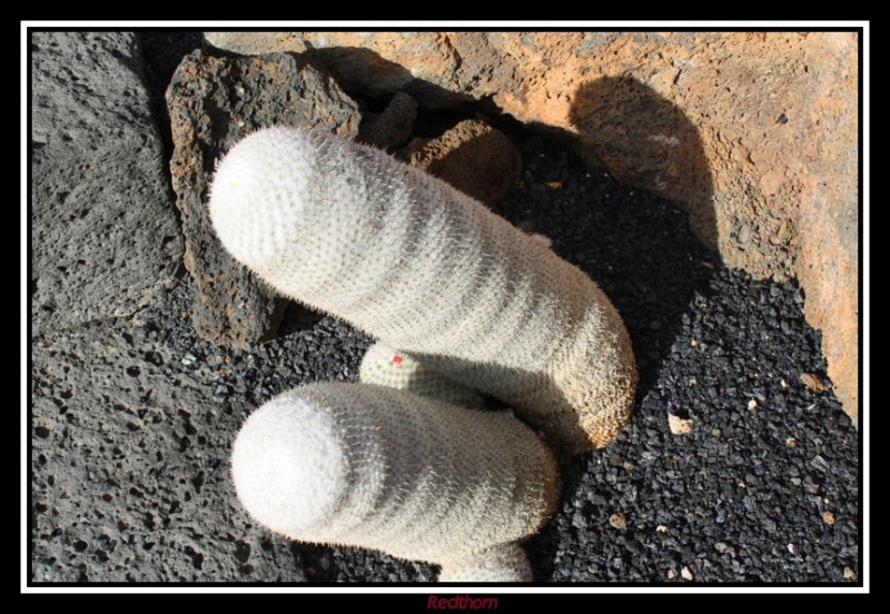 Cactus blancos