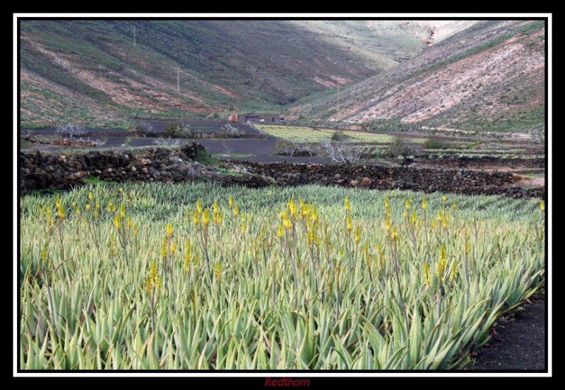 Plantacin de Aloe