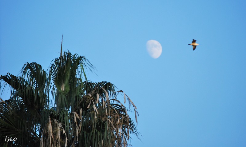 Palmera, luna, gaviota