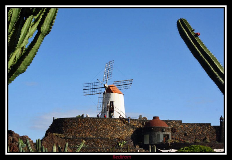 Molino enmarcado por los cactus