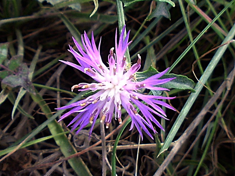 Flor del campo 10