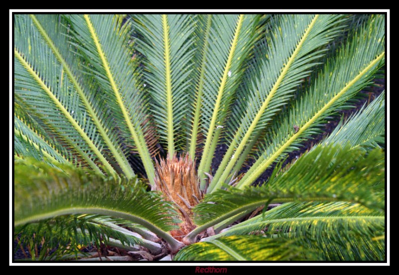 Cogollo de la palmera