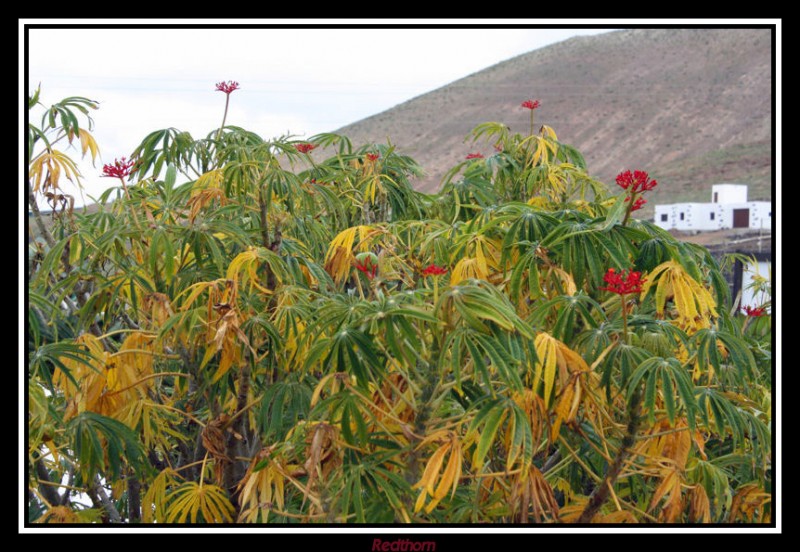 Colores invernales en Lanzarote