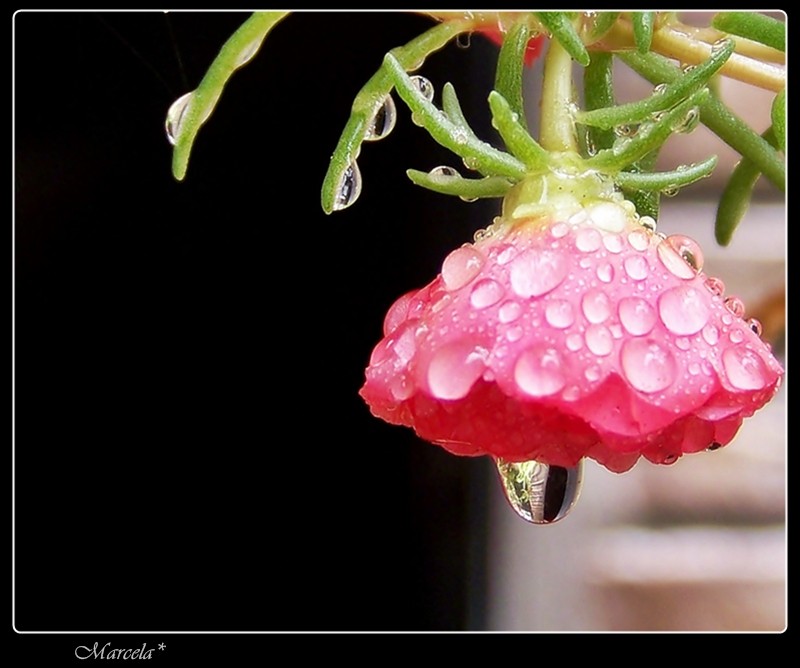 Amiga de la lluvia...