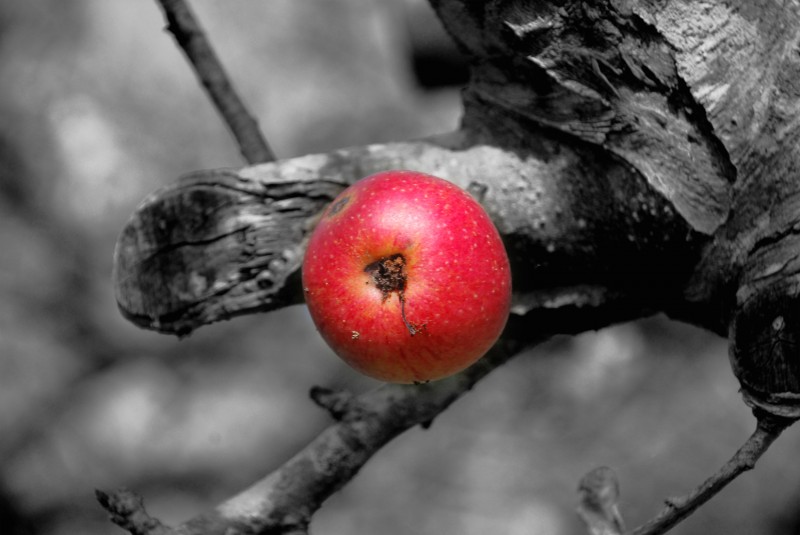 la ultima del arbol