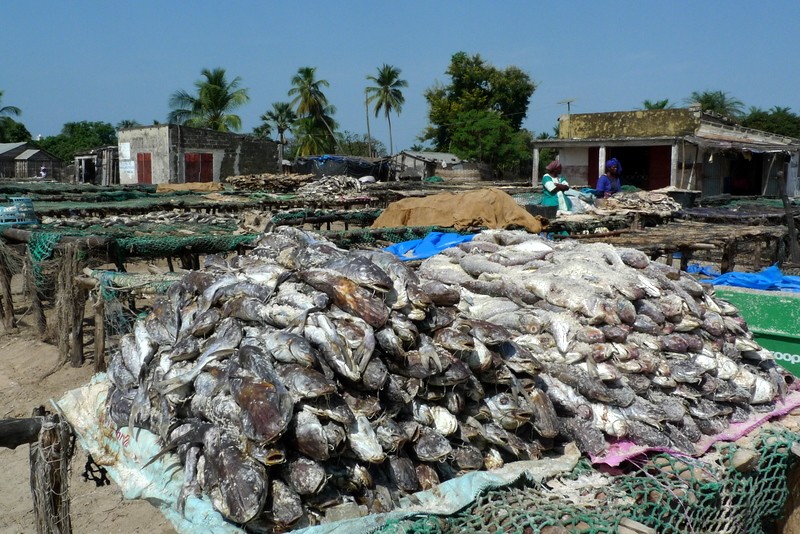 secadero de pescado