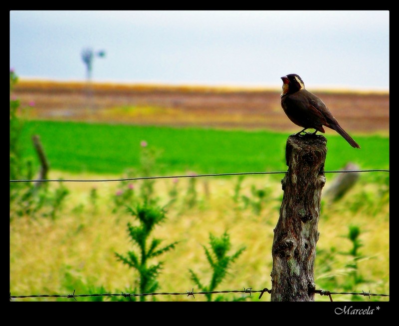 Verano Rural