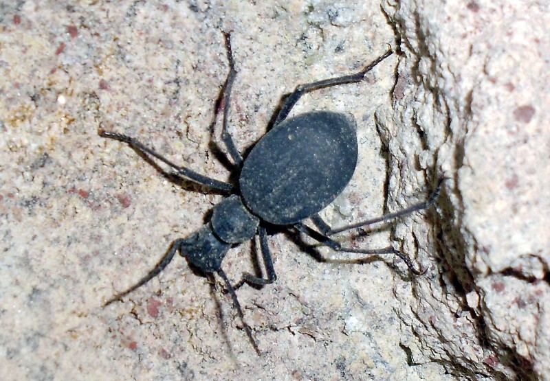 Escarabajo minero