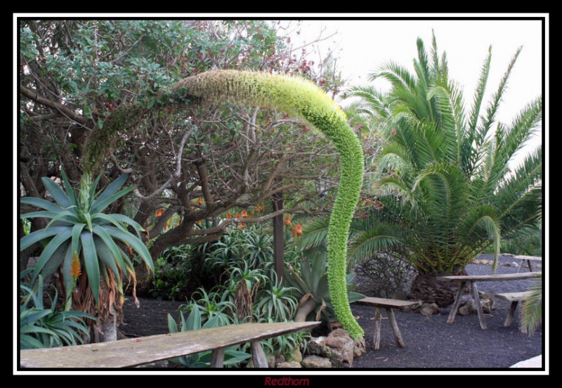 Serpentín vegetal