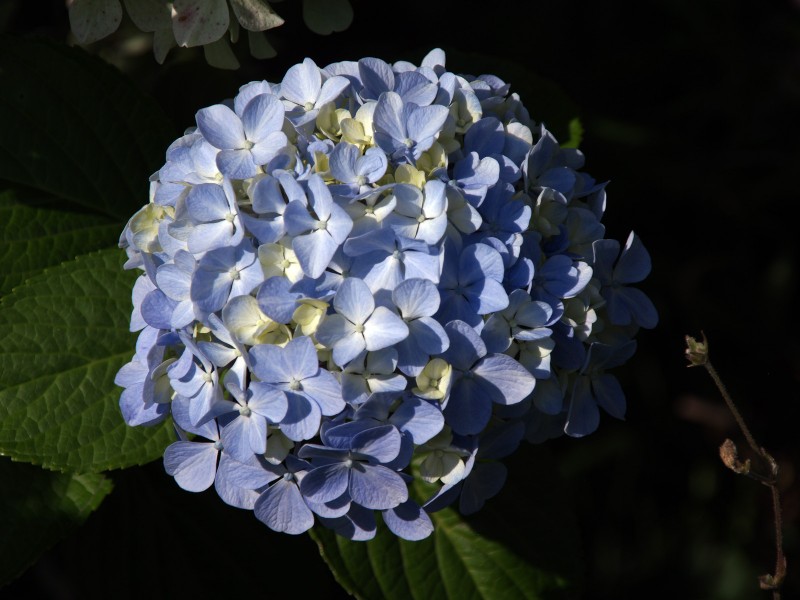 Hortensia 04