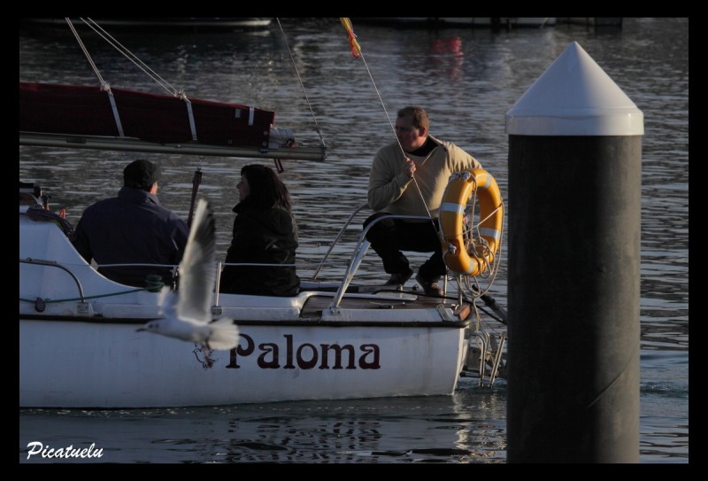 Paloma o gaviota