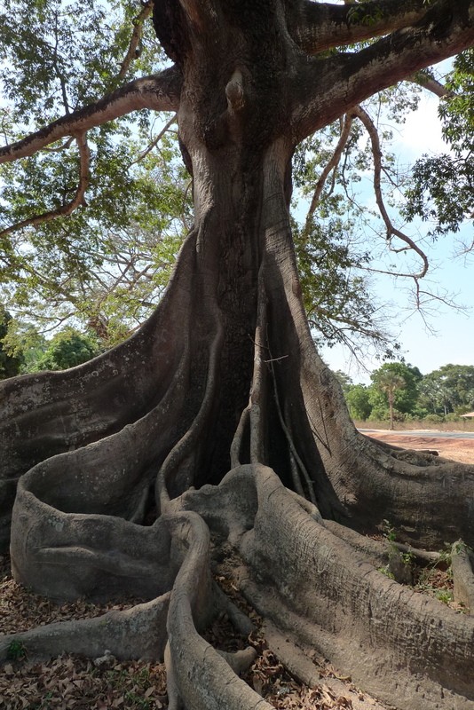 a los pies del baobab