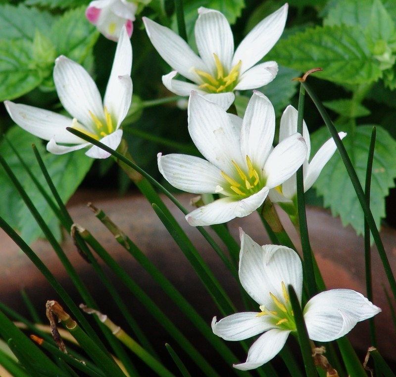 flor de un dia