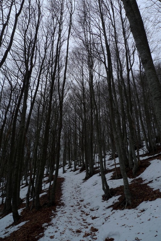 Bosque nevado